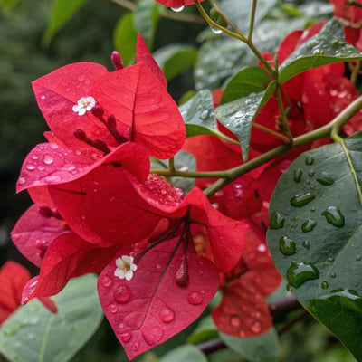 Chocolate Bougainvillea