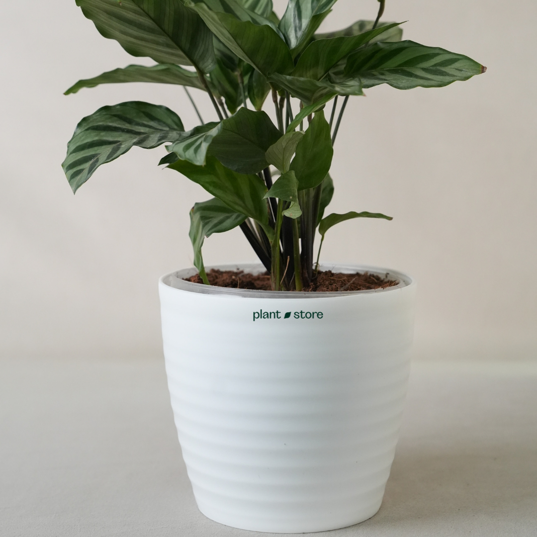 Calathea Freddie