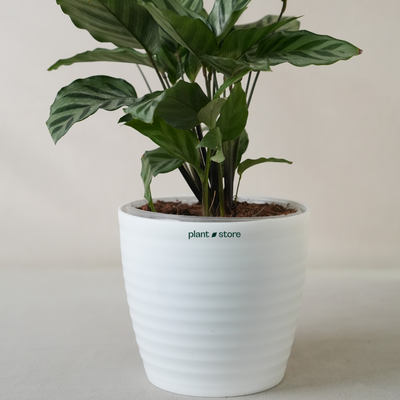 Calathea Freddie