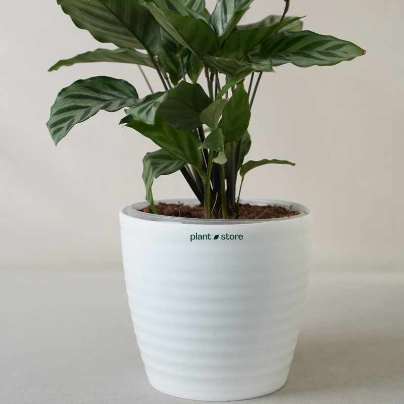 Calathea Freddie