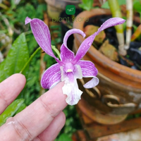 Dendrobium King Cobra x Ceaser Warawan (Near Blooming Size) - plant store® 