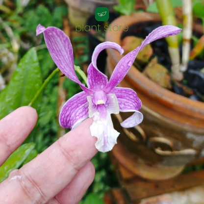 Dendrobium King Cobra x Ceaser Warawan (Near Blooming Size) - plant store® 