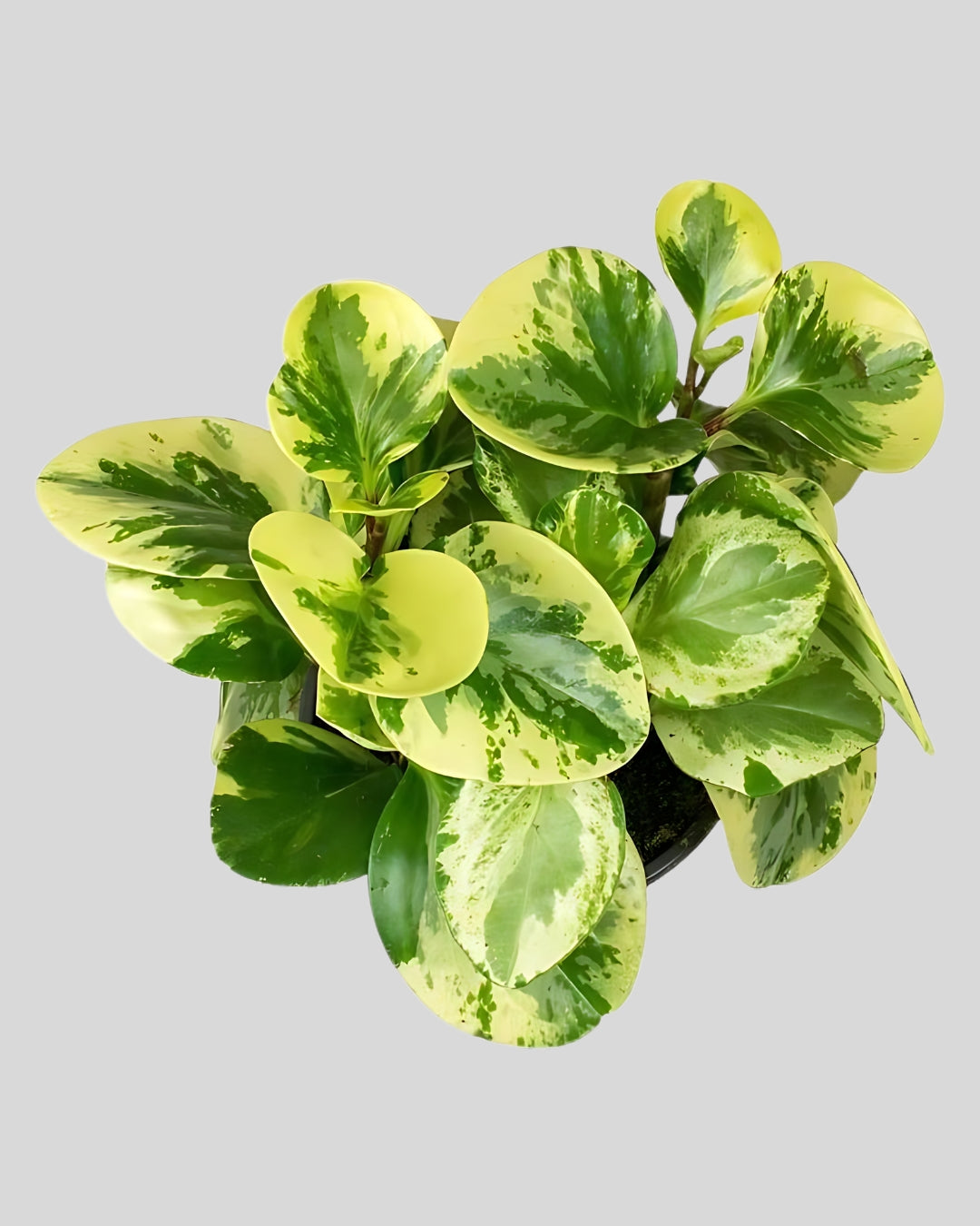 Peperomia Obtusifolia Variegated