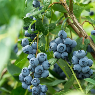 Blueberry Grafted Tree