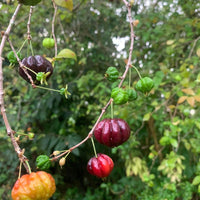Black Surinam Cherry Grafted Plant