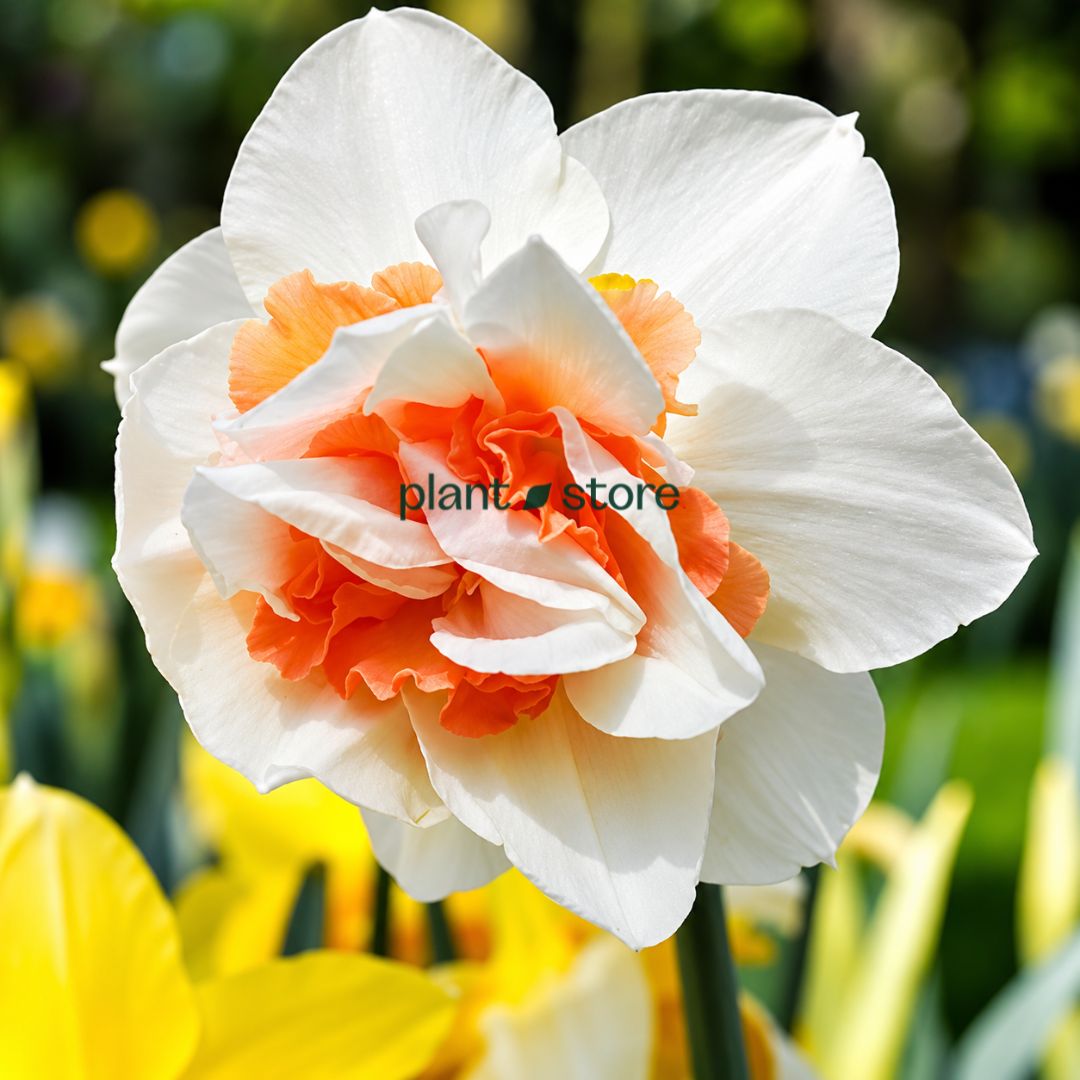 Daffodils - Fire Drill Double petal (Imported)