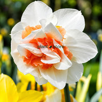 Daffodils - Fire Drill Double petal (Imported)