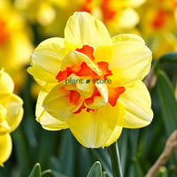 Daffodils - Tahiti Double Petal (Imported)