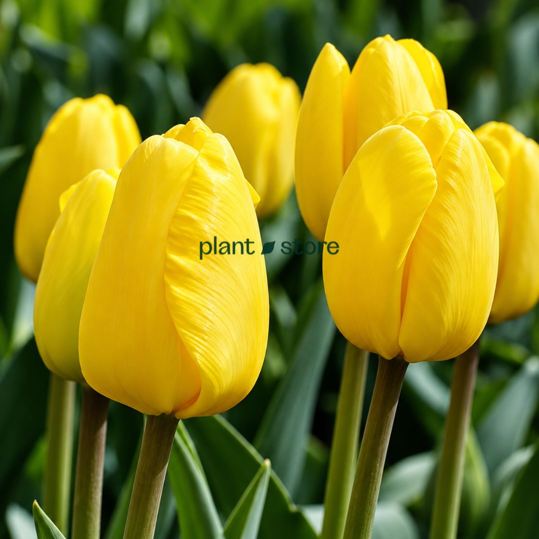 Dutch Tulip Novi Sun  Flowering Bulbs (Netherland Imported)
