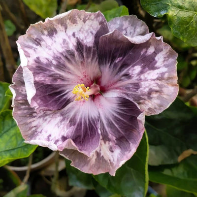 Luv Indigo Star Picture Hibiscus Flower Plant