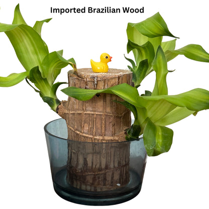 Brazilian Wood Plant - Bloomed Plant