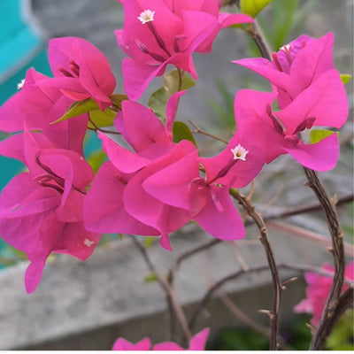 Pink Panas Bougainvillea
