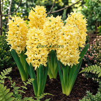 Hyacinth - Gipsy Princes Flower Bulbs (Imported)