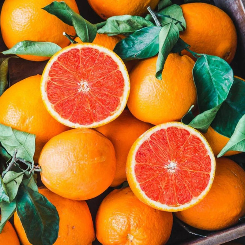 Valencia Orange Grafted Tree