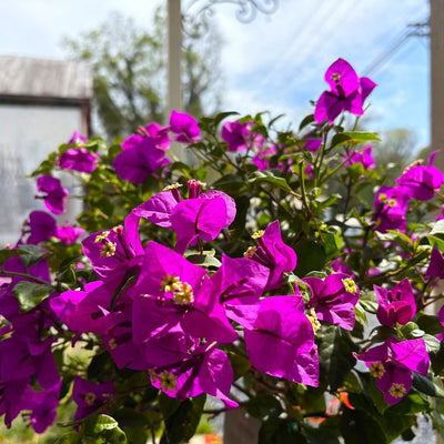 Lavender Bougainvillea