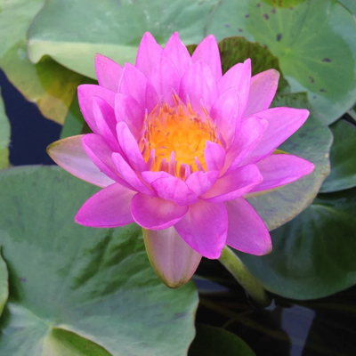 Siam Purple 2 Hardy Waterlily