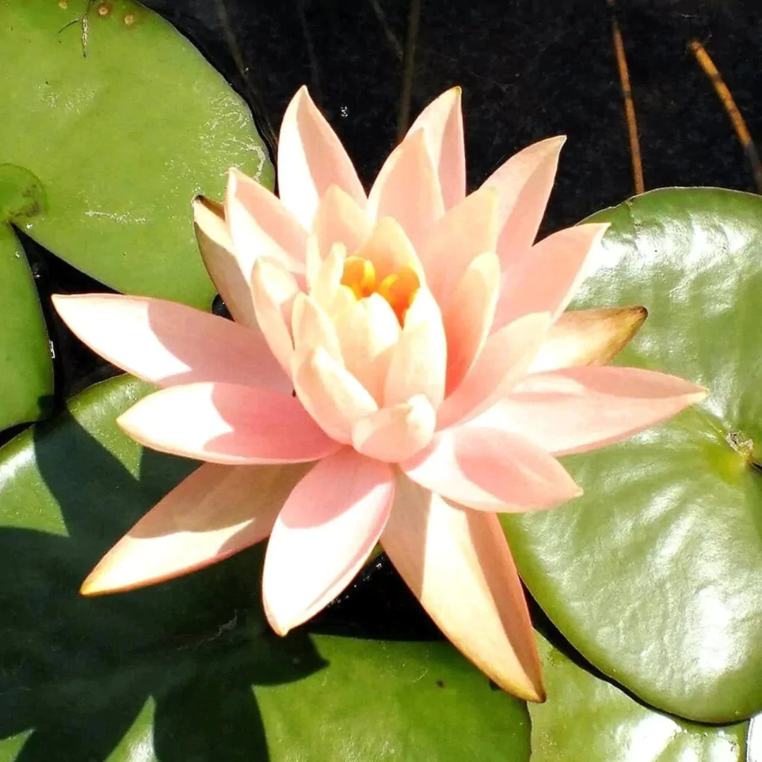 Mangal Ubol Hardy Waterlily