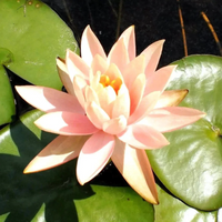 Mangal Ubol Hardy Waterlily