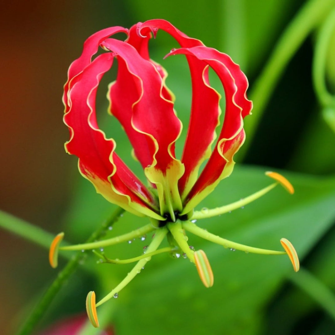 Flame Lily Bulbs (Mix Colour)