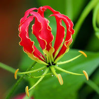 Flame Lily Bulbs (Mix Colour)