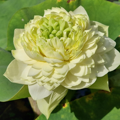 Rurun Lotus Tuber (Micro Lotus)