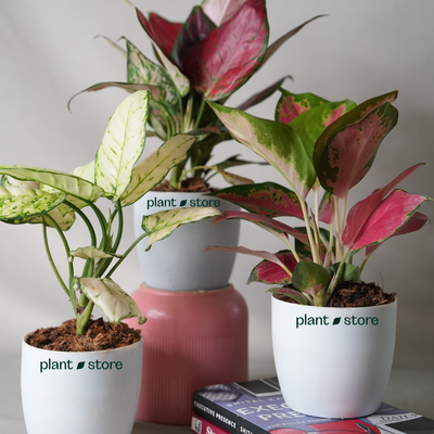 Most Popular Aglaonema Trio