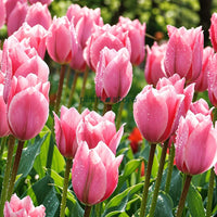 Dutch Tulip Pink Ardour Flowering Bulbs (Netherland Imported)