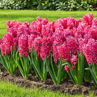 Hyacinth - Jan Bos Flower Bulbs (Imported)