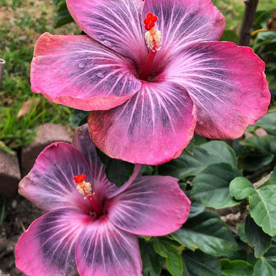 Tahitian Midnight Fire Hibiscus Plant