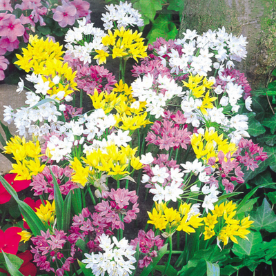 Allium Bulbs - Mix Colours