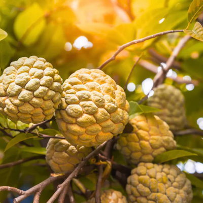 Golden Custard Apple Grafted Tree