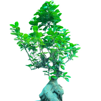 Ficus Ginseng Grafted Bonsai Plant (10 Years Old)