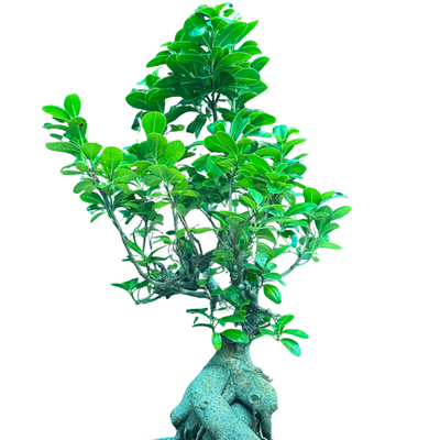 Ficus Ginseng Grafted Bonsai Plant (10 Years Old)