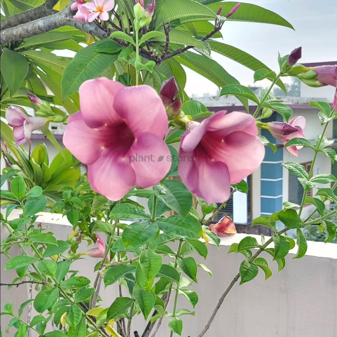 Allamanda Plant