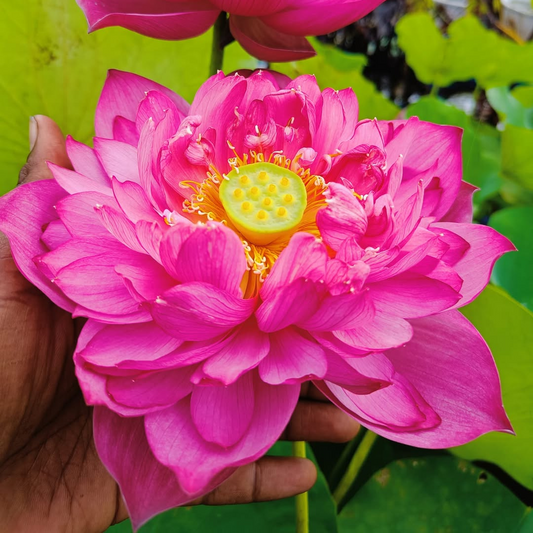 Amore Jia Lotus Tuber
