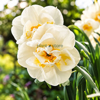 Daffodils - Abba Double petal (Imported)