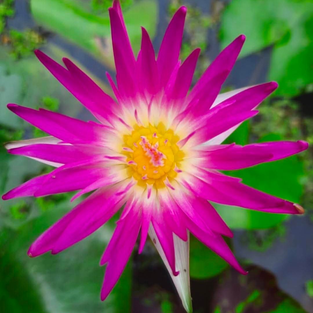 Assorted Tropical Waterlily  (Pack of 3)