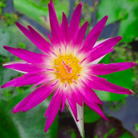 Assorted Tropical Waterlily  (Pack of 3)