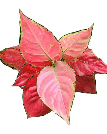 Aglaonema Pink Ruby