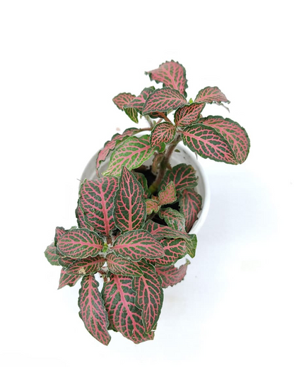 Red Fittonia Plant with Pot