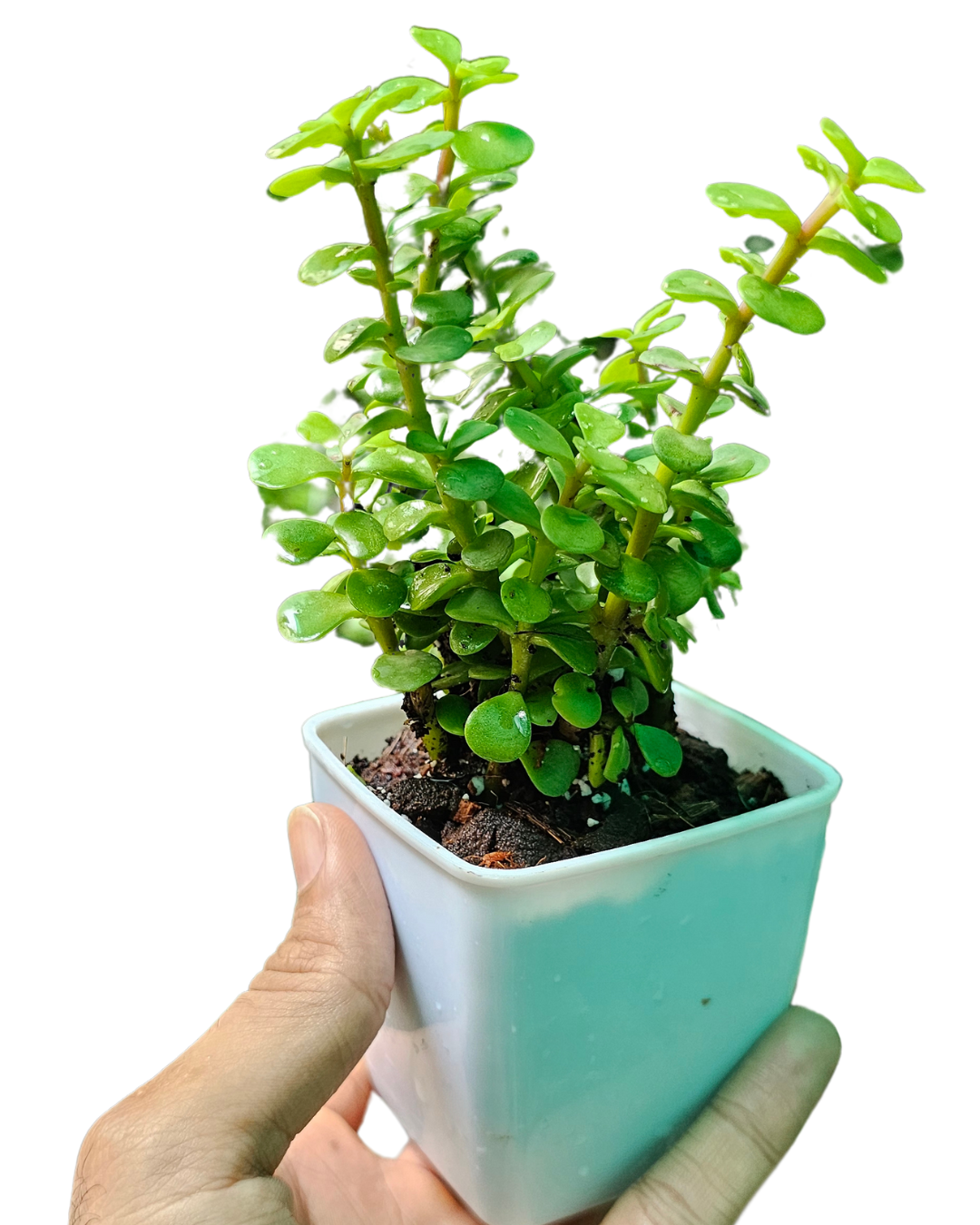 Jade Plant