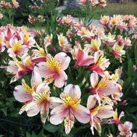 Alstroemeria Flowering Bulbs