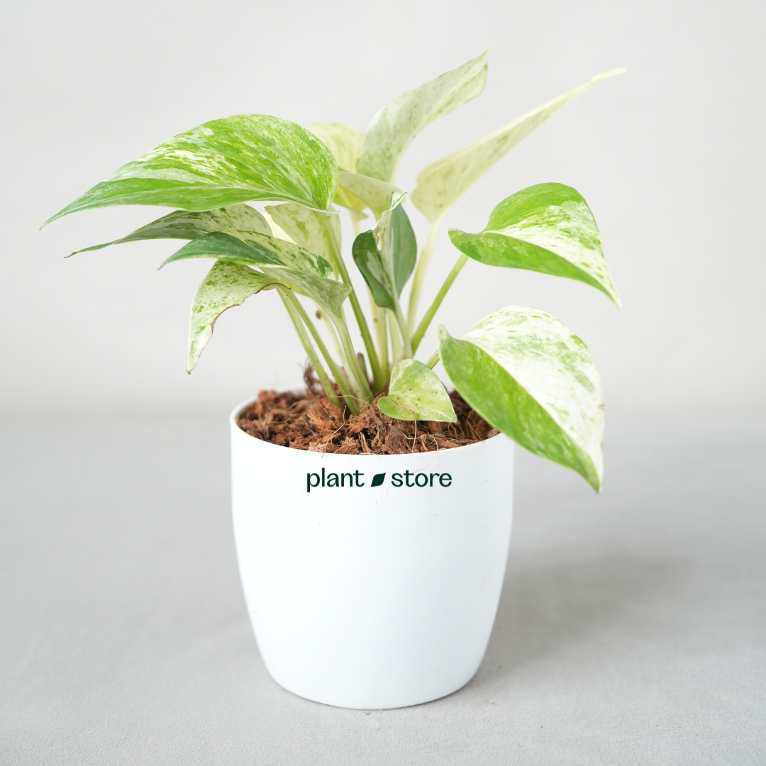 Grih Sukh Shanti Plants Bundle