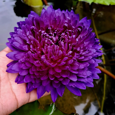 Anchan 2 Tropical Waterlily