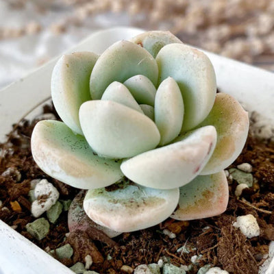 Hybrid Icy Green Echeveria