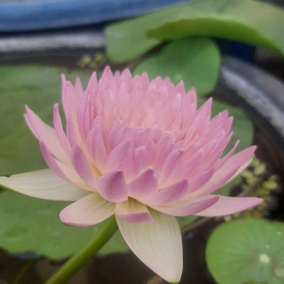 Anaporn Hardy Waterlily