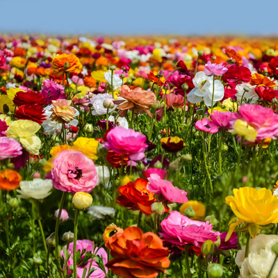 Ranunculus Bulbs - Mix Colours