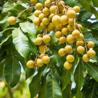 Four Season (Baramasi) Longan Grafted Plant