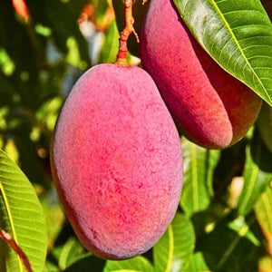 Miyazaki Mango Grafted Tree