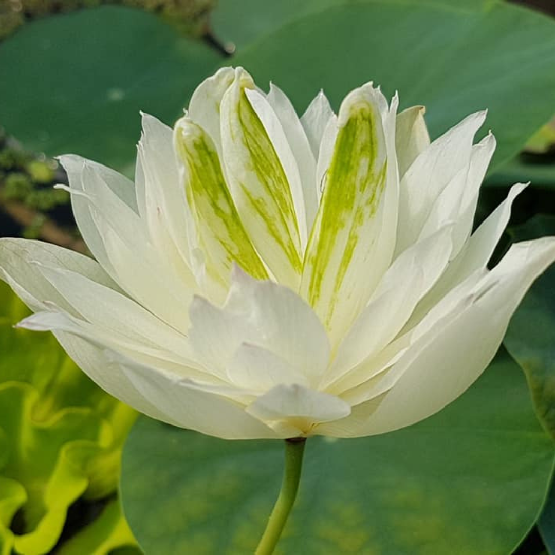First Fall Micro Lotus Tuber | Compact Summer Bloom Lotus – Plant Store®